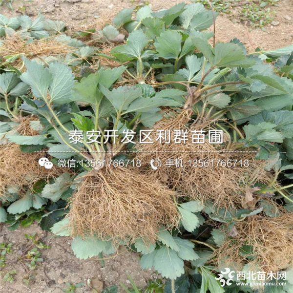 佐賀清香草莓苗新品種、佐賀清香草莓苗多少錢一棵