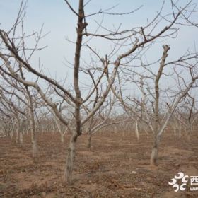 濰坊基地占地核桃苗，占地用樹苗大量批發(fā)出售