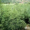 大量云杉等綠化苗木質(zhì)優(yōu)價(jià)廉，誠意出售！