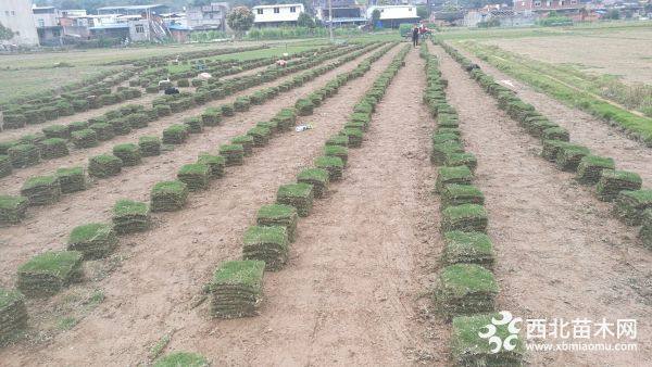 福州馬尼拉草皮