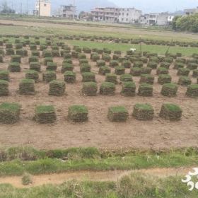 寧德草坪·福安草坪·古田草坪·霞浦草坪·羅源草坪