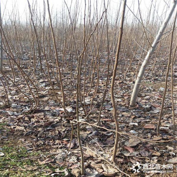 火晶柿子苗种植 火晶柿子苗价格根系发达