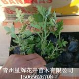 农户直售  地被菊  量大 价优