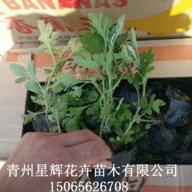 农户直售  地被菊  量大 价优