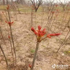 鲜食香椿苗批发 红油香椿苗供应 山东香椿苗种植基地