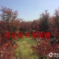 南京春季7公分紅葉石楠價格知曉