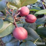 全紅梨樹(shù)苗哪里有賣(mài)的、全紅梨樹(shù)苗價(jià)格