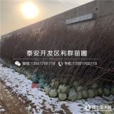 枣树苗、枣树苗价格、枣树苗基地