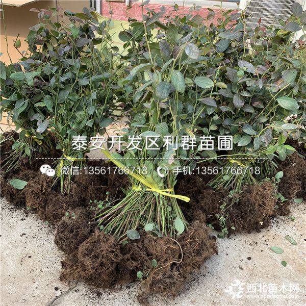 出售蓝莓树苗、蓝莓树苗价格多少、蓝莓树苗基地