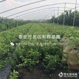 贵州蓝莓苗、贵州蓝莓树苗、贵州蓝莓树苗价格