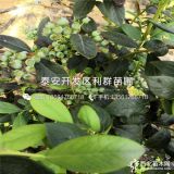 都克蓝莓苗、都克蓝莓树苗、都克蓝莓树苗多少钱一棵