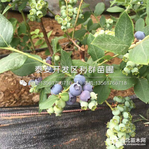 芬蒂藍(lán)莓樹苗價格、芬蒂藍(lán)莓樹苗多少錢一棵