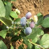 甜心藍莓樹苗、甜心藍莓樹苗價格、甜心藍莓樹苗基地