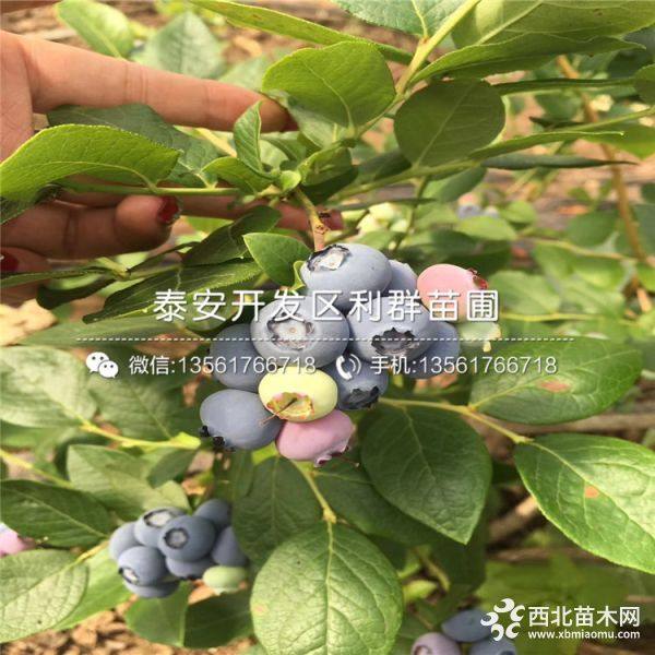 甜心蓝莓树苗、甜心蓝莓树苗价格、甜心蓝莓树苗基地