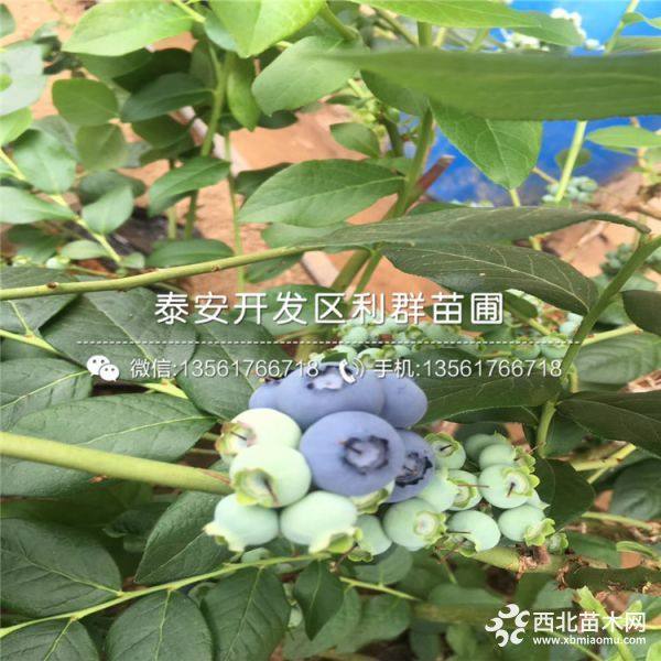 甜心蓝莓树苗、甜心蓝莓树苗价格、甜心蓝莓树苗基地