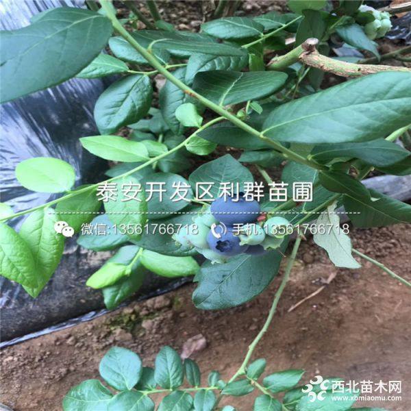 都克蓝莓树苗、都克蓝莓树苗价格多少