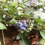 绿宝石蓝莓树苗、绿宝石蓝莓树苗价格