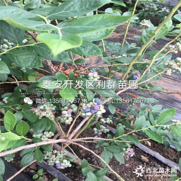 都克蓝莓树苗、都克蓝莓树苗价格多少