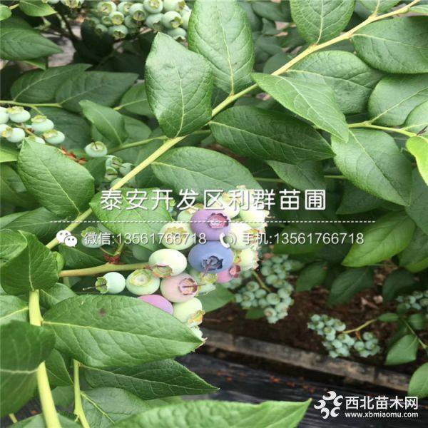 绿宝石蓝莓树苗、绿宝石蓝莓树苗价格