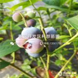 2019年蓝莓苗、蓝莓苗新品种、蓝莓苗价格多少