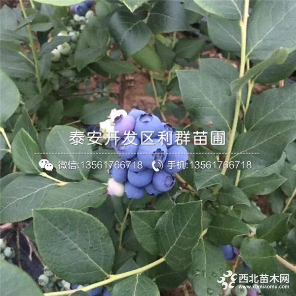 蓝丰蓝莓树苗、蓝丰蓝莓树苗价格及报价