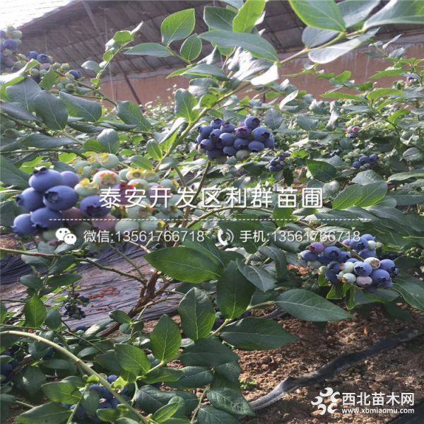 蓝莓苗、新品种蓝莓苗、蓝莓苗价格多少