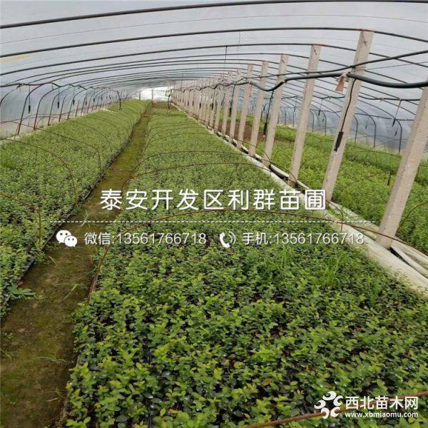 达柔蓝莓苗、达柔蓝莓苗多少钱一棵、达柔蓝莓苗价格