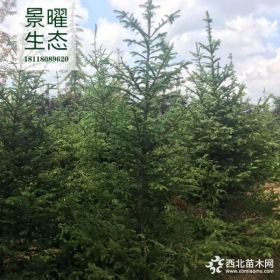 供应云杉价格/图片_云杉树苗产地_江苏景曜生态苗圃基地