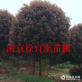 南京春季1米2冠幅紅葉石楠價，1米5紅葉石楠價格