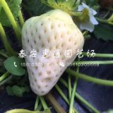 黔莓草莓苗價格、黔莓草莓苗哪里有？