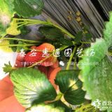 小白草莓苗價格、小白草莓苗多少錢一株