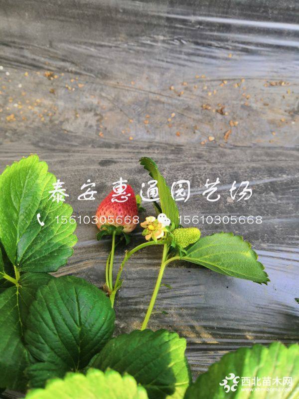 粉红公主草莓苗