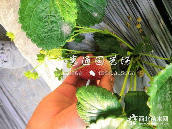 小白草莓苗