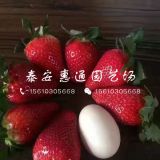 白草莓草莓苗價(jià)格、白草莓草莓苗多少錢(qián)一株