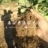 妙香7號(hào)草莓苗基地、妙香7號(hào)草莓苗哪里有？