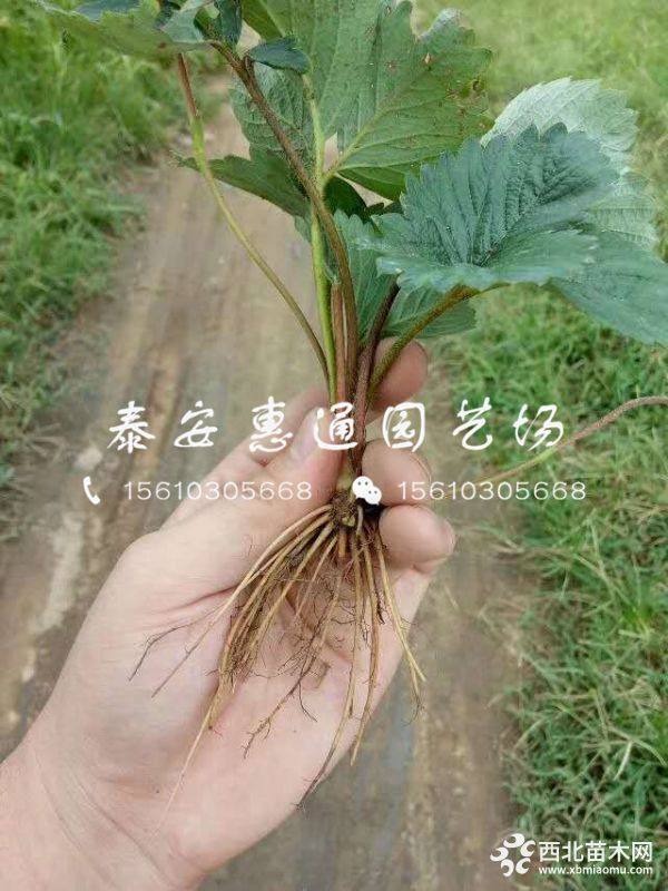 白牛奶草莓苗