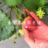 艳丽草莓苗价格、艳丽草莓苗多少钱一株