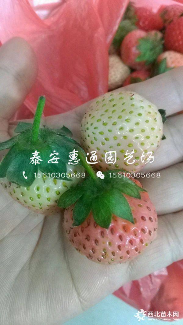 隋株草莓苗