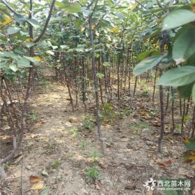 山东苹果苗种植基地 2公分苹果苗批发价格