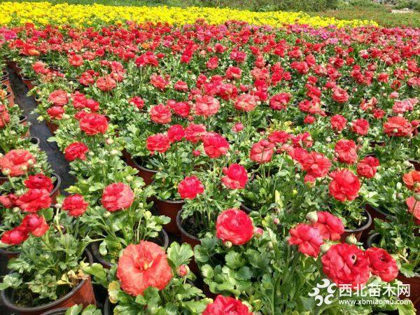 花毛茛價格 時令花卉批發基地