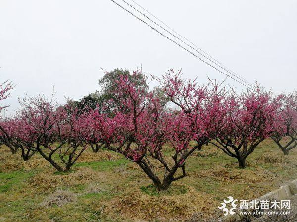 18公分紅梅