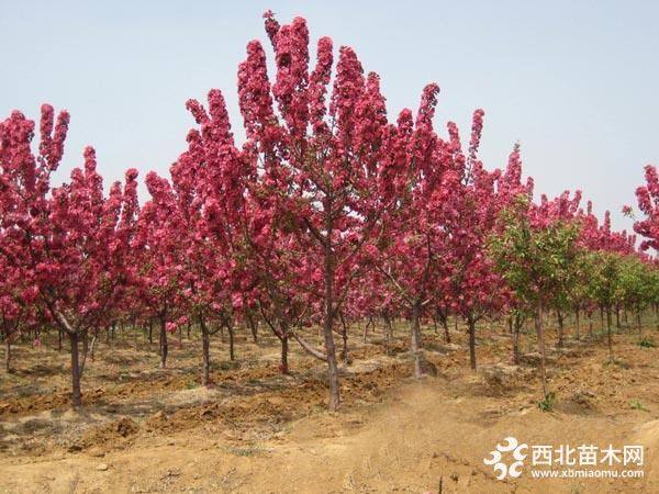 北美海棠价格