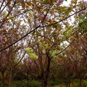 8公分樱花成都供应、樱花价格