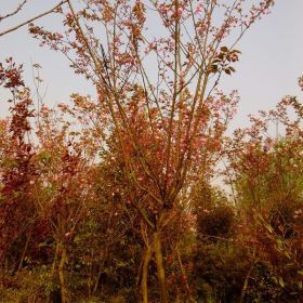 温江供应8公分樱花、樱花价格