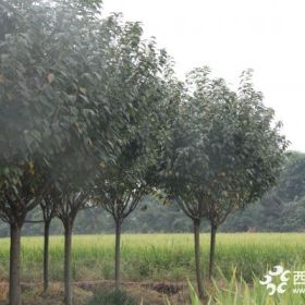 11公分樱花温江供应、樱花价格/图片