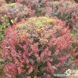 沭陽紅葉小檗種苗繁育基地批發(fā)