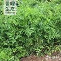 供應水芹價格/圖片_水生水芹產(chǎn)地_江蘇景曜生態(tài)苗圃基地