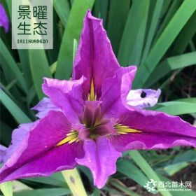 供應(yīng)水生鳶尾價(jià)格/圖片_鳶尾產(chǎn)地_江蘇景曜生態(tài)苗圃基地