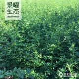 供應迎春價格/圖片_迎夏產(chǎn)地_江蘇景曜生態(tài)苗圃基地