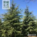 供應(yīng)雪松價格/圖片_雪松產(chǎn)地_江蘇景曜生態(tài)苗圃基地